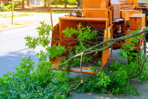 Best Tree Risk Assessment  in Menomonee Falls, WI