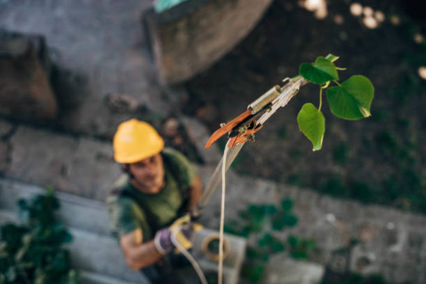 Best Hazardous Tree Removal  in Menomonee Falls, WI