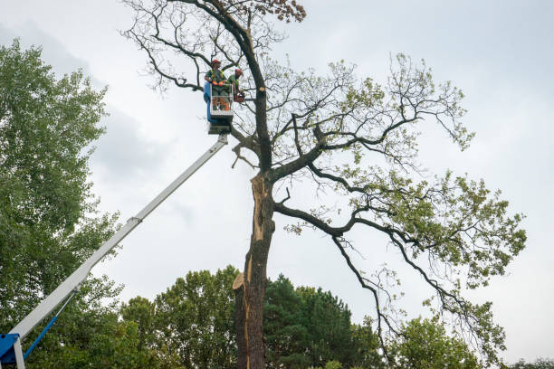 Menomonee Falls, WI Tree Services Company