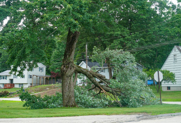 Best Tree Trimming and Pruning  in Menomonee Falls, WI
