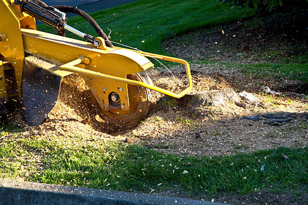 Best Tree Cabling and Bracing  in Menomonee Falls, WI