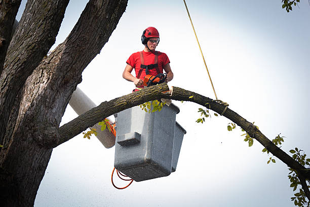 Best Tree and Shrub Care  in Menomonee Falls, WI